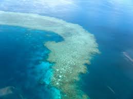 mayor arrecife coral mundo
