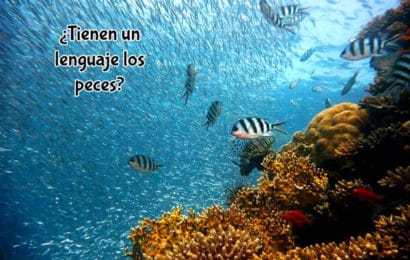 ¿Tienen un lenguaje los peces?