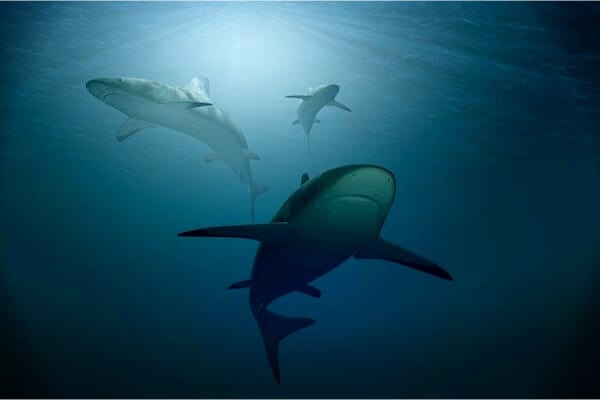 tiburones nadando