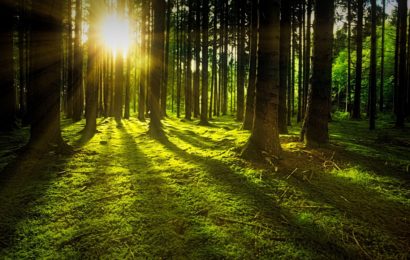¿Por qué son importantes los bosques?